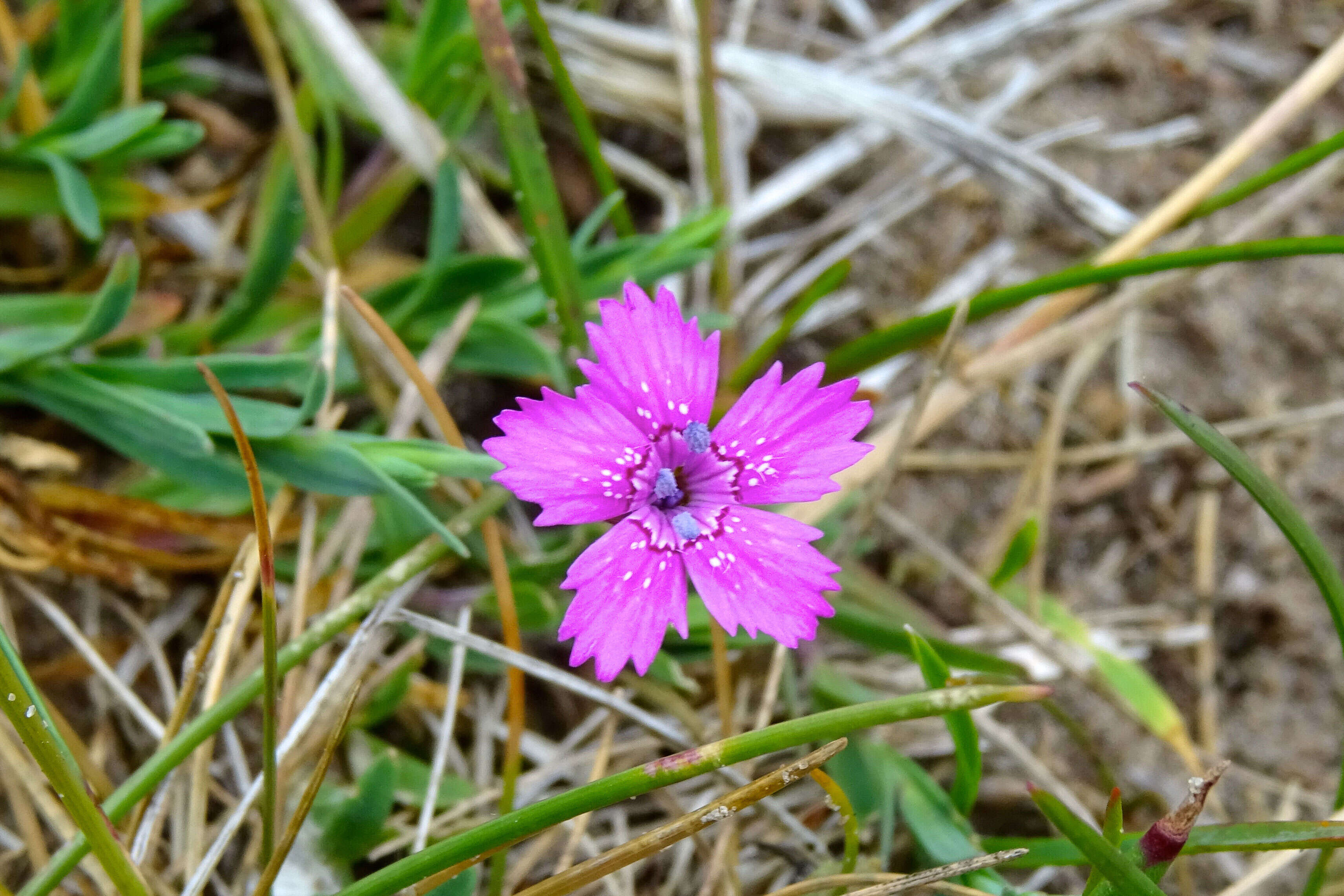 Image of maiden pink