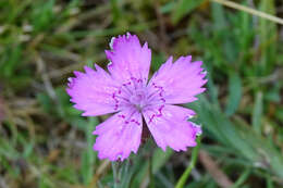 Image of maiden pink