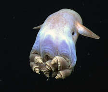 Image of Dumbo octopus