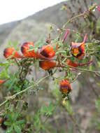 Image of Bolivian Nasturtium