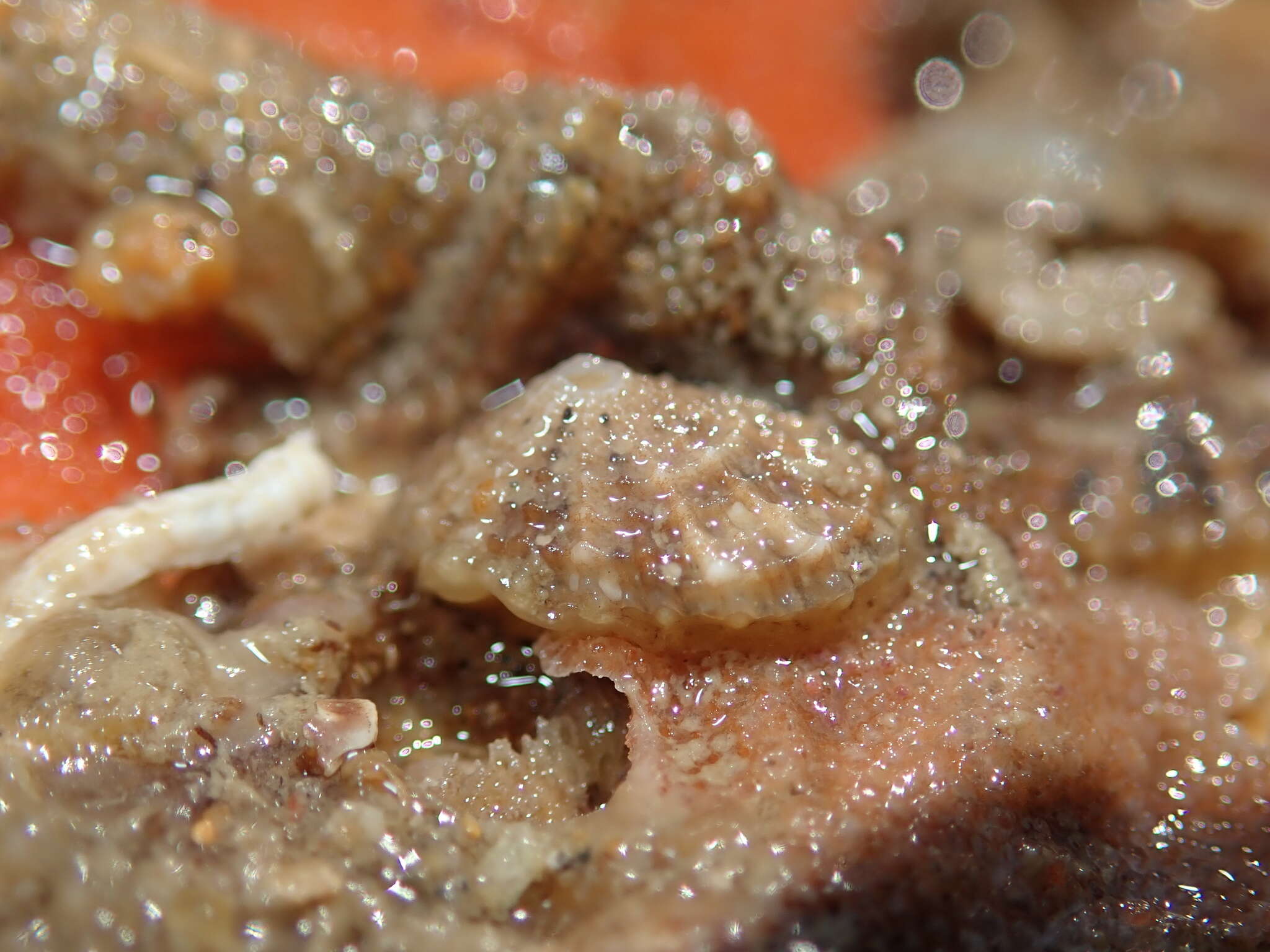 Image of Common Keyhole Limpet