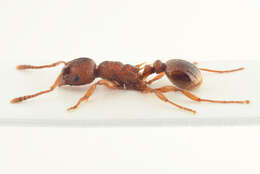 Image of Myrmica gallienii Bondroit 1920