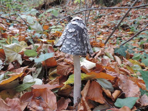 Imagem de Coprinopsis picacea (Bull.) Redhead, Vilgalys & Moncalvo 2001