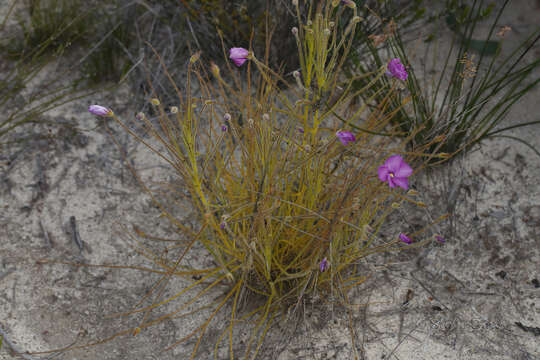 Image of Byblis lamellata Conran & Lowrie