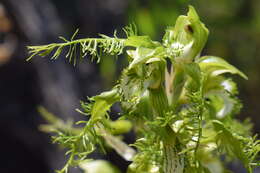 Image of Bipinnula plumosa Lindl.