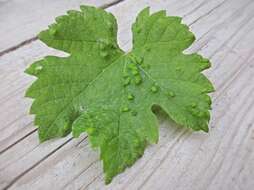 Image of Eriophyes vitis