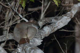 Image of Lesser Weasel Lemur