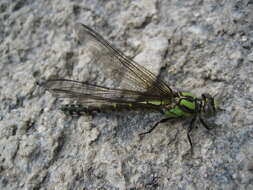 Image of Boreal Snaketail