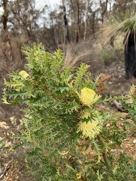 Imagem de Banksia armata (R. Br.) A. R. Mast & K. R. Thiele