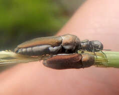 Image of Dinocephalia leucogaster Bellamy 1988