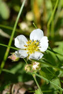 Image of Virginia strawberry