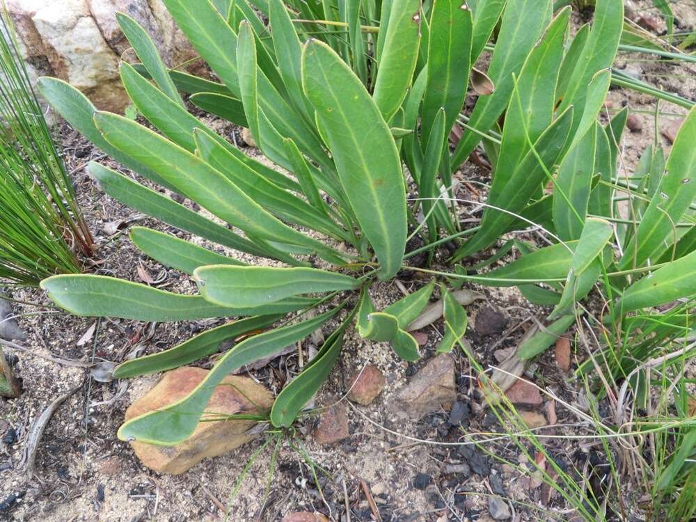 Imagem de Protea scabra R. Br.