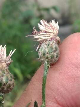 Слика од Centaurea borysthenica Gruner