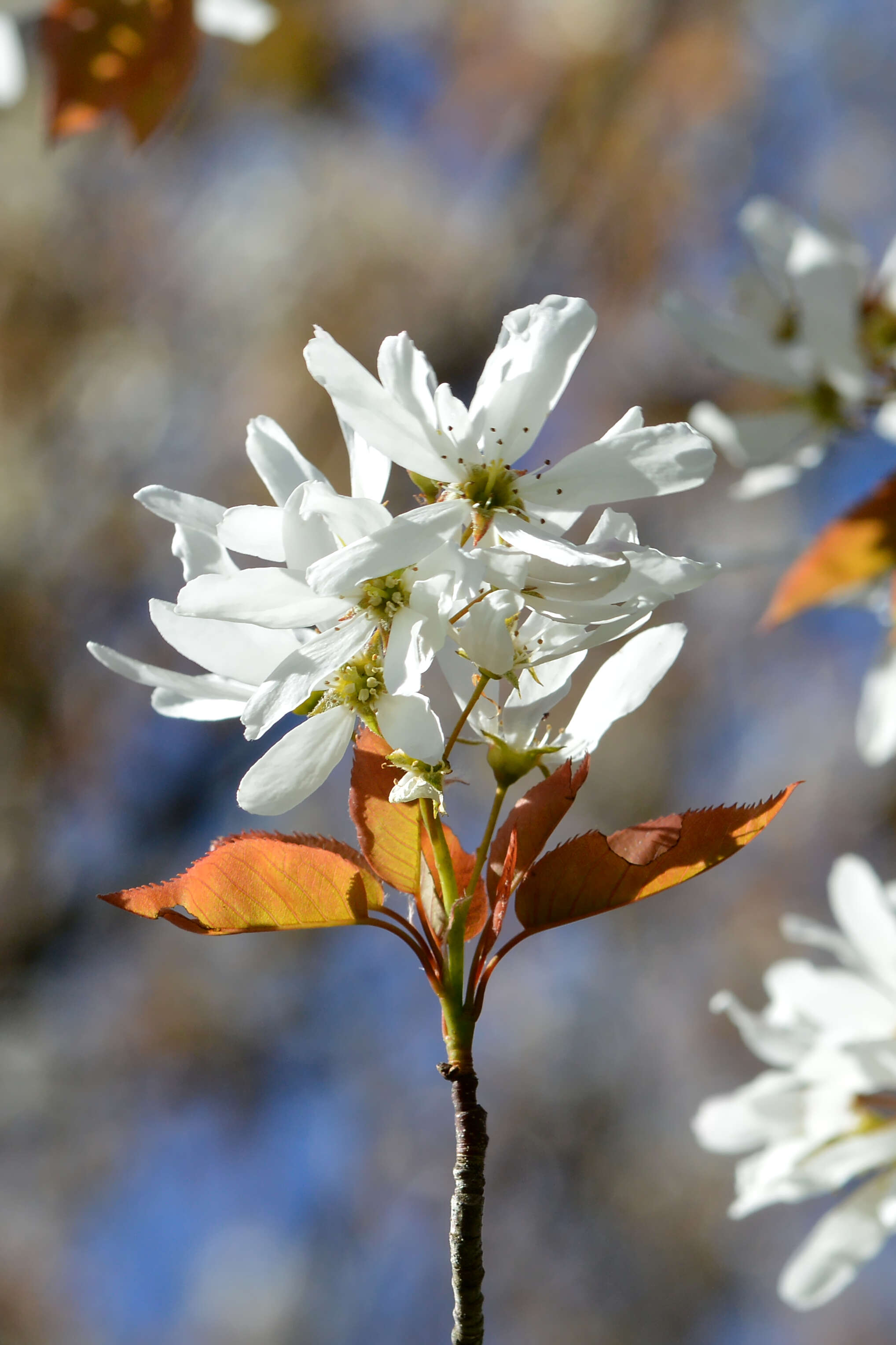 Image of Allegheny Serviceberry