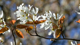 Image of Allegheny Serviceberry