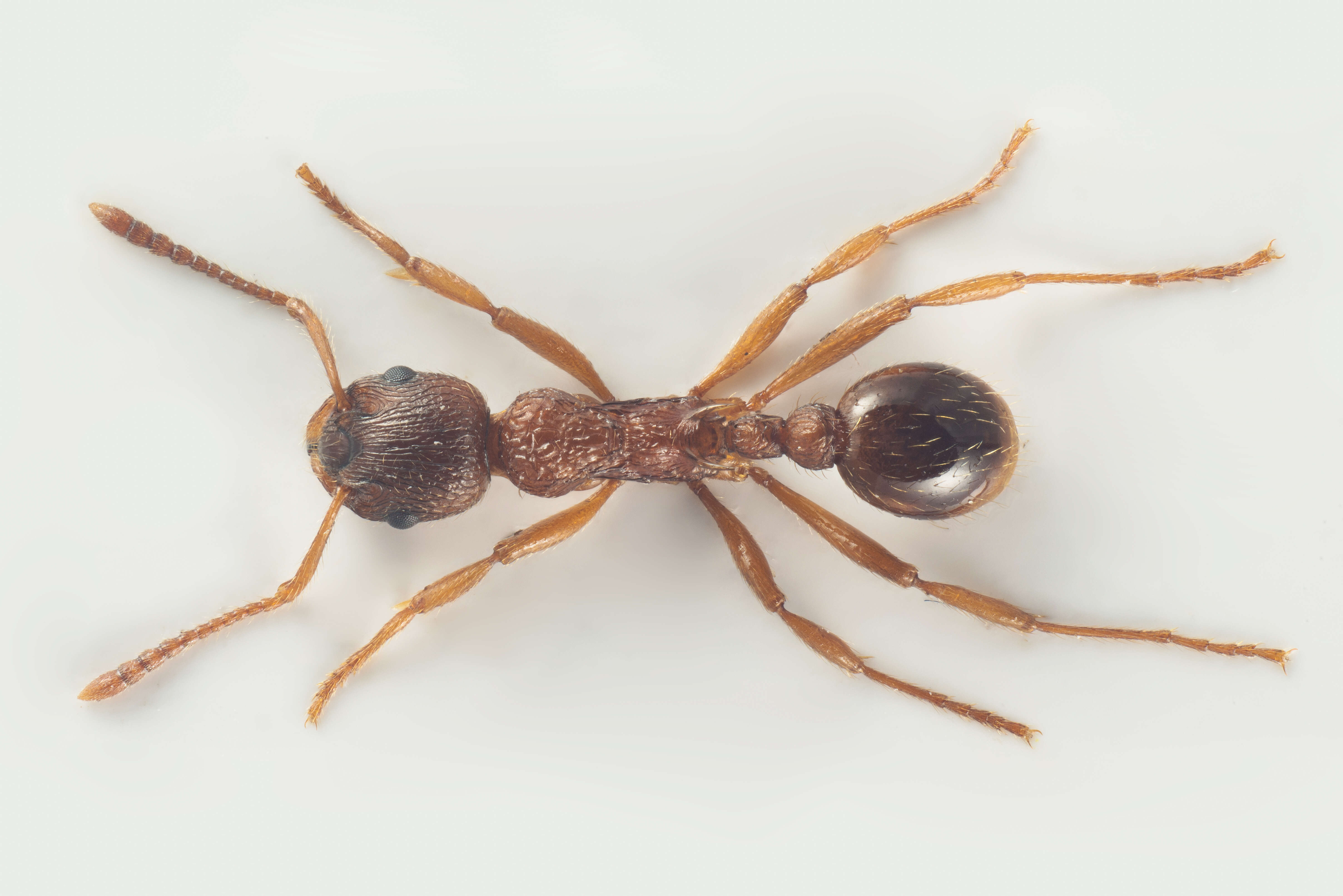 Image of Myrmica ruginodis Nylander 1846