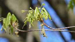 Image of sugar maple