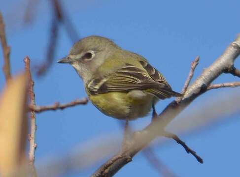 Image of Cassin's Vireo