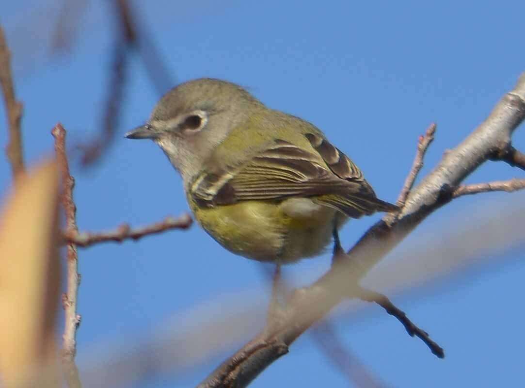 Image of Cassin's Vireo