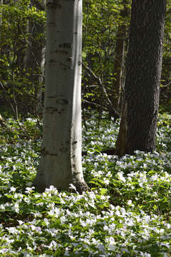 Image of White trillium