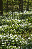 Image of White trillium