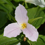 Imagem de Trillium grandiflorum (Michx.) Salisb.