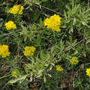 Image of Haplophyllum patavinum (L.) G. Don fil.