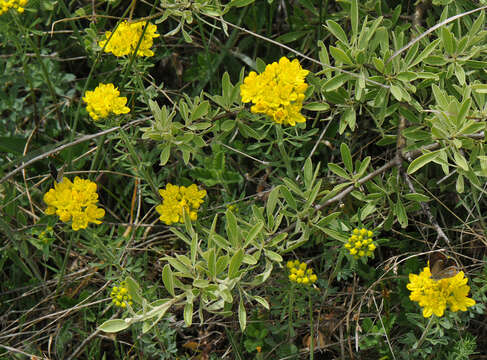 Image of Haplophyllum patavinum (L.) G. Don fil.