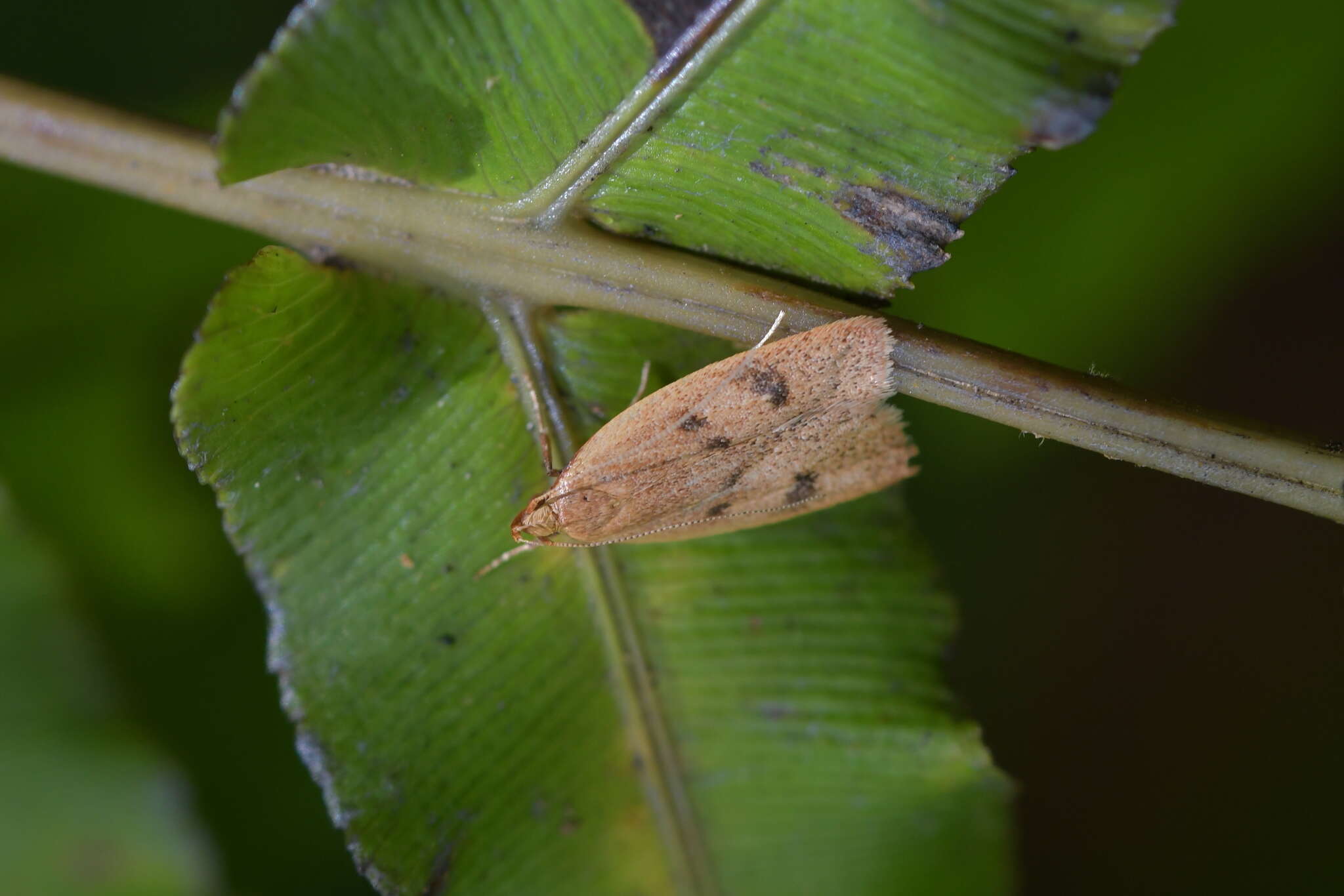 Image of Gymnobathra sarcoxantha Meyrick 1884