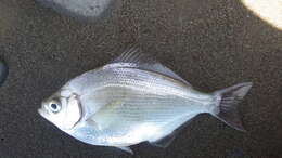 Image of Silver surfperch