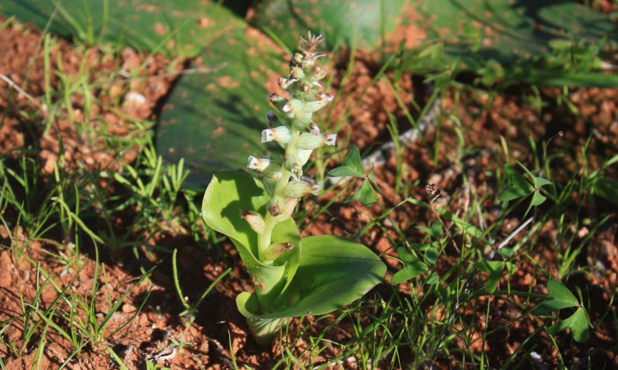 Image of Lachenalia undulata Masson ex Baker