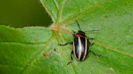 Image of Calligrapha (Bidensomela) californica Linell 1896