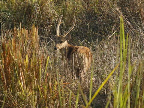 Image of Hog Deer