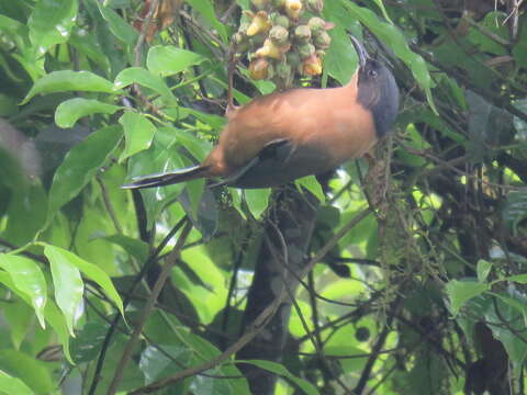 Image of Rufous Sibia