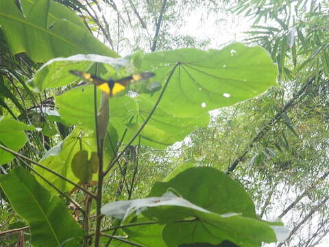 Image of Golden Birdwing