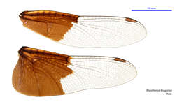 Image of Rhyothemis braganza Karsch 1890