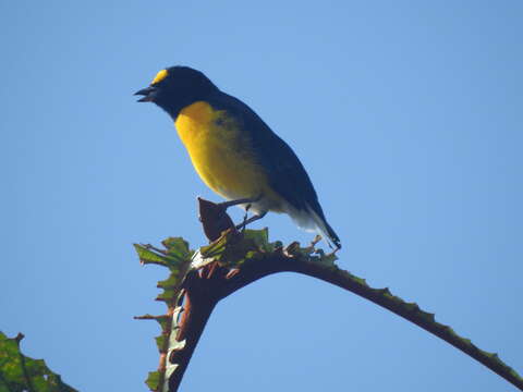 Euphonia minuta Cabanis 1849的圖片