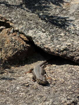 Image of White's Rock-skink