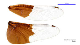 Image of Rhyothemis braganza Karsch 1890