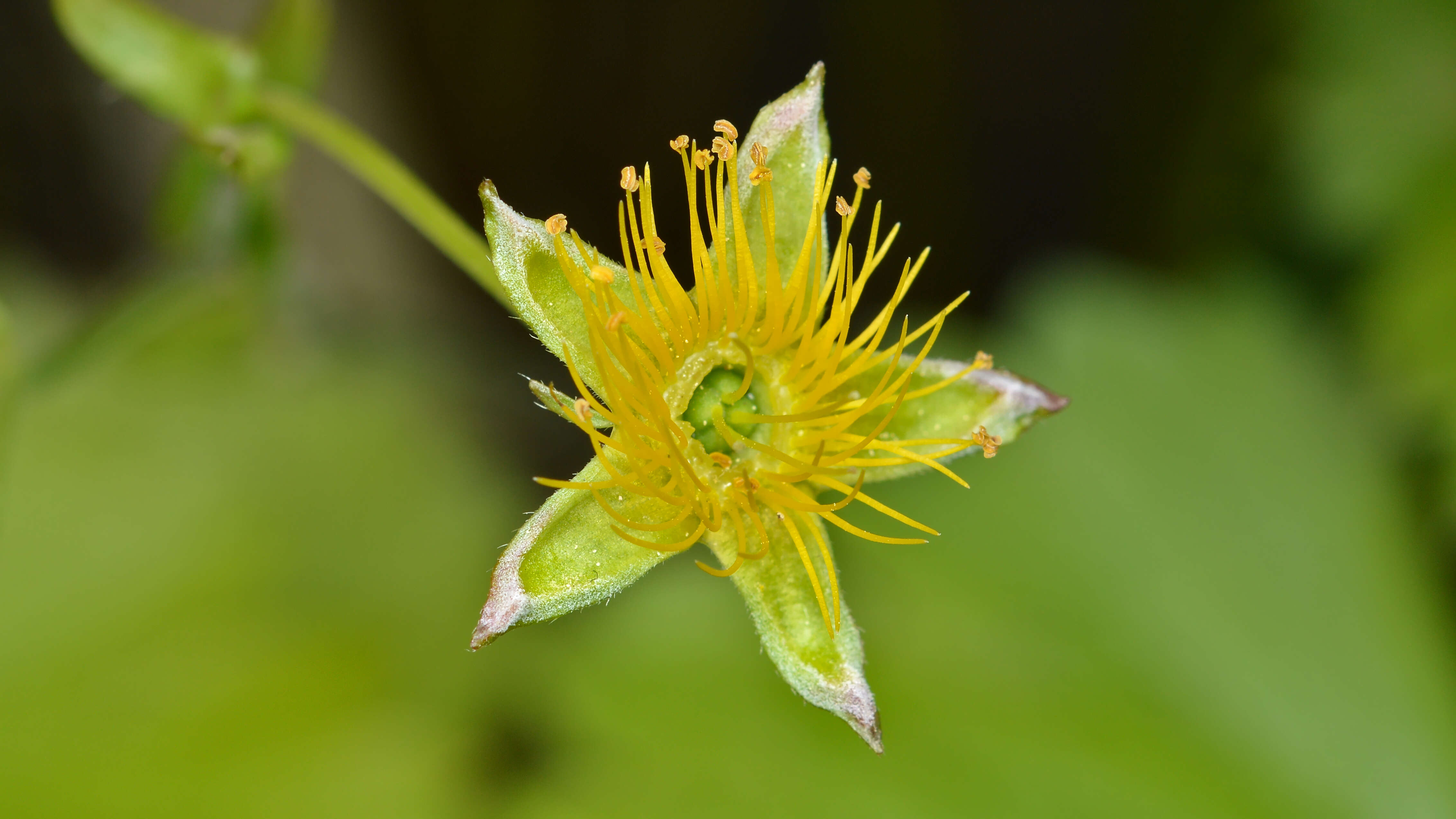 Image of Appalachian barren strawberry