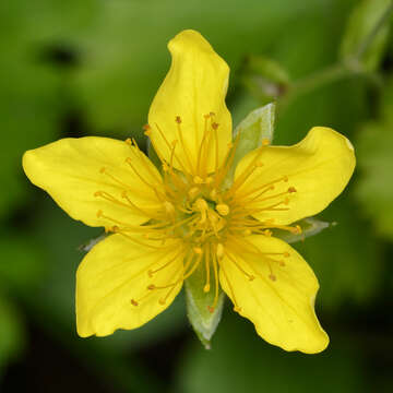 Image of Appalachian barren strawberry