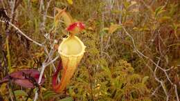 Image of Nepenthes maxima Reinw. ex Nees