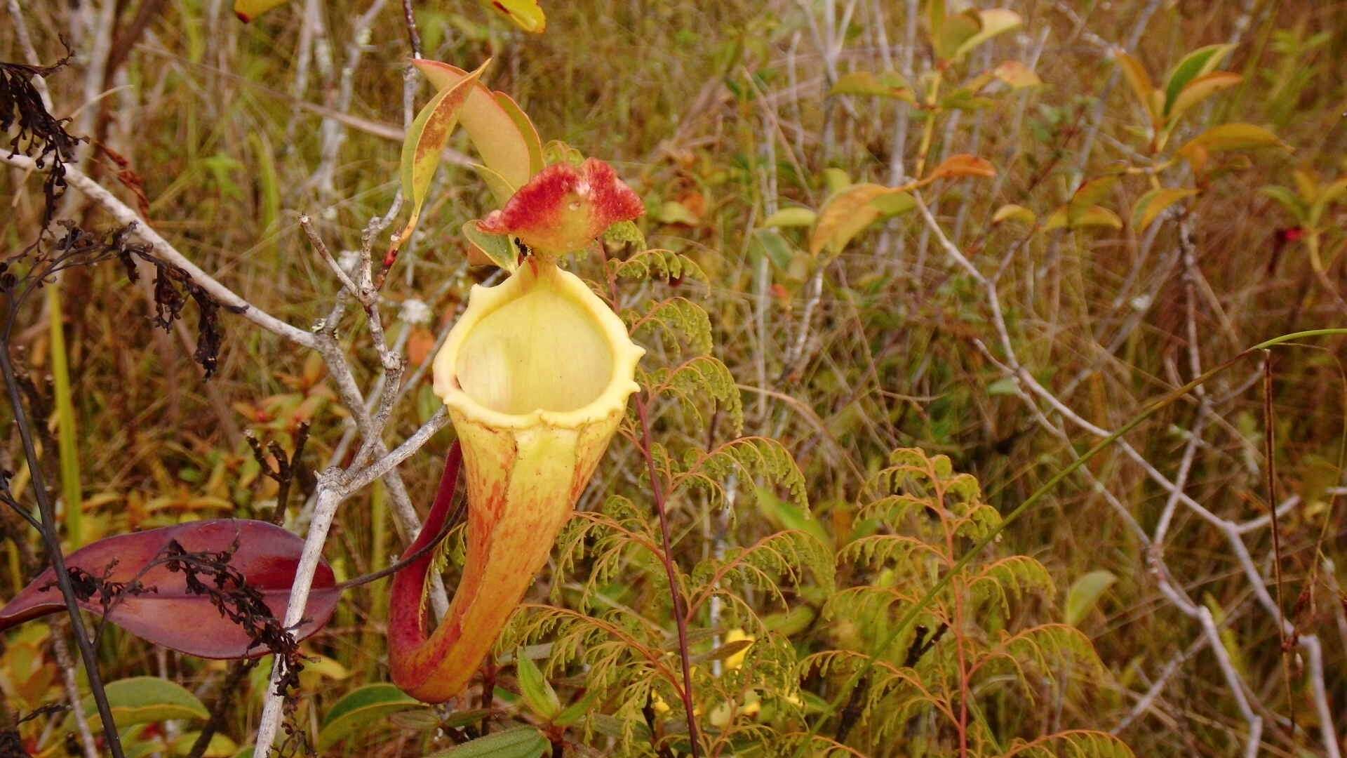 Image of Nepenthes maxima Reinw. ex Nees