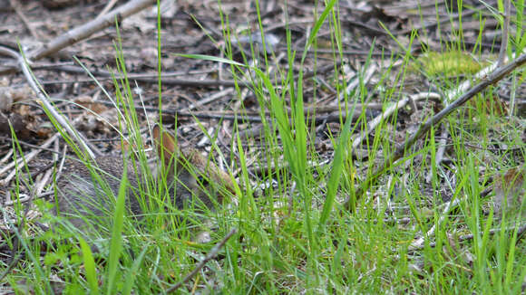 Image of eastern cottontail