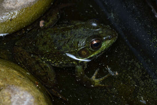 Image of Green Frog