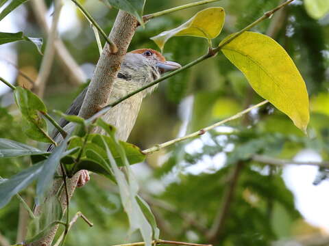 Imagem de Cyclarhis gujanensis insularis Ridgway 1885