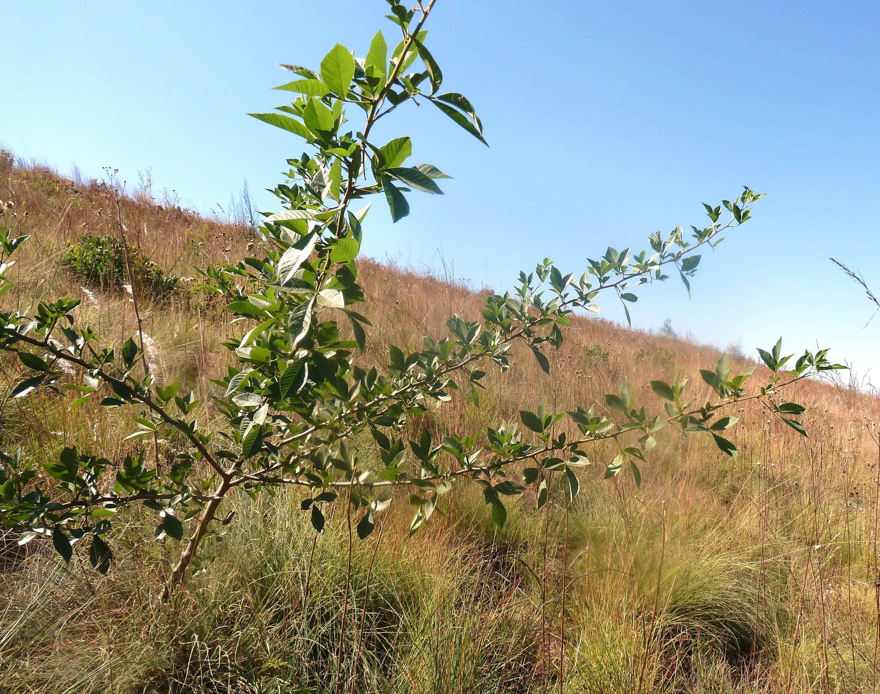 Image of Common taaibos