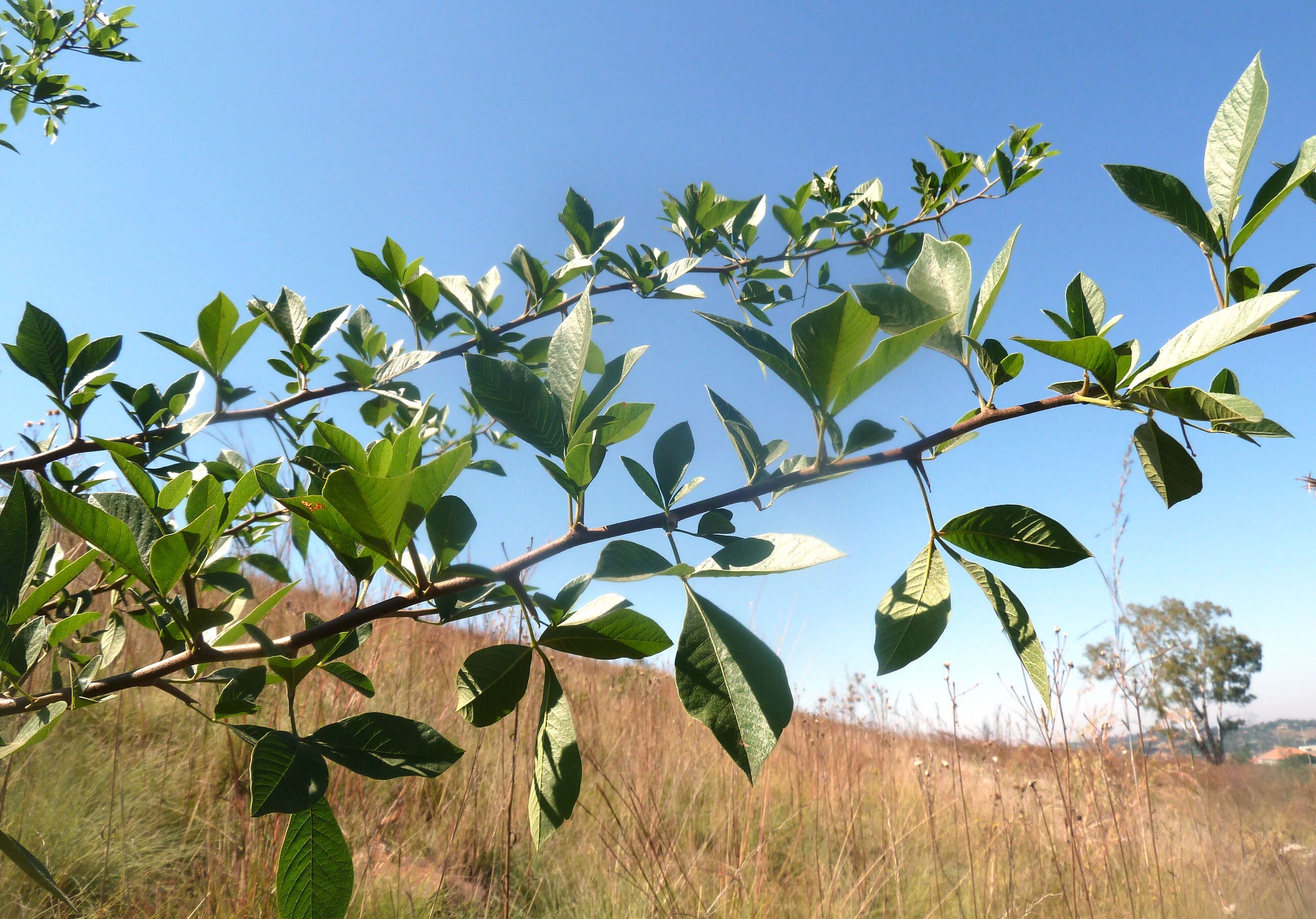 Image of Common taaibos