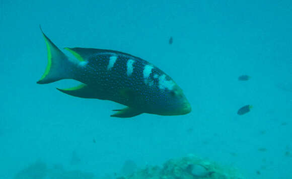 Image of Common Lyre-tail Cod