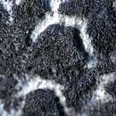Image of thermutis lichen